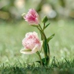 For the beloved departed (2)