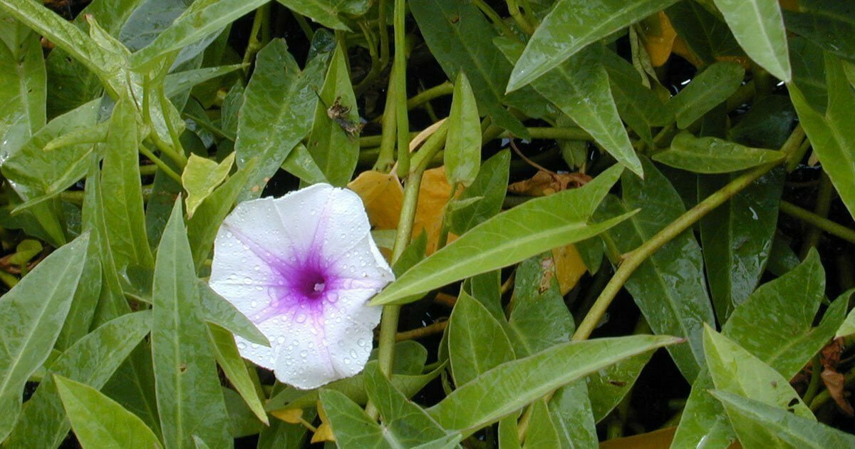 Ipomoea aquatica (Eric Guinther/Wikimedia Commons, CC BY-SA 3.0)