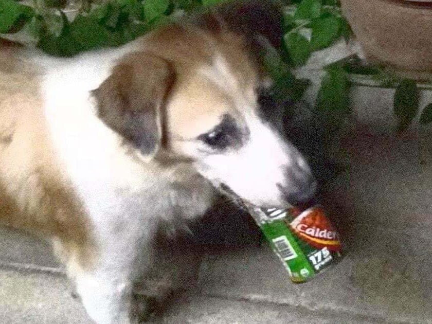 A dog named Lang (PAWS)