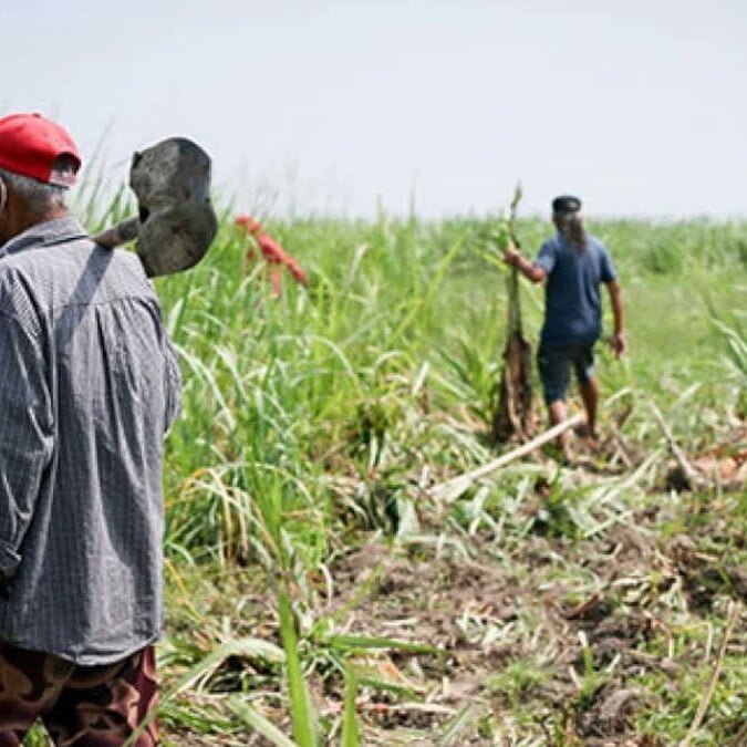 Farmers clearing the land through collective farming (bungkalan) to prepare for vegetable cultivation, right before their arrest.
